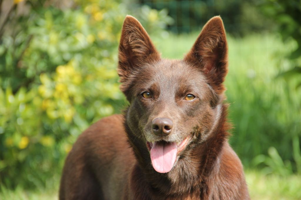 Les Australian Kelpie de l'affixe Mytook and Co 