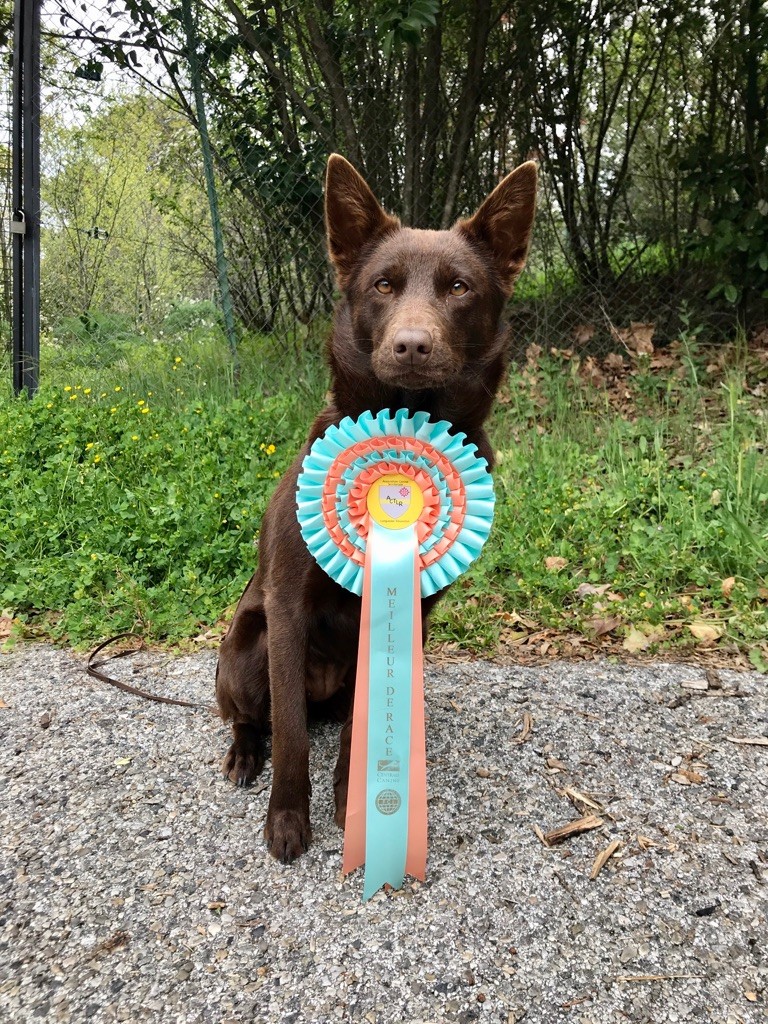 Mytook and Co  - Alès Dog Show , 2 jours : Rocket 2*CACS 2*BOB !