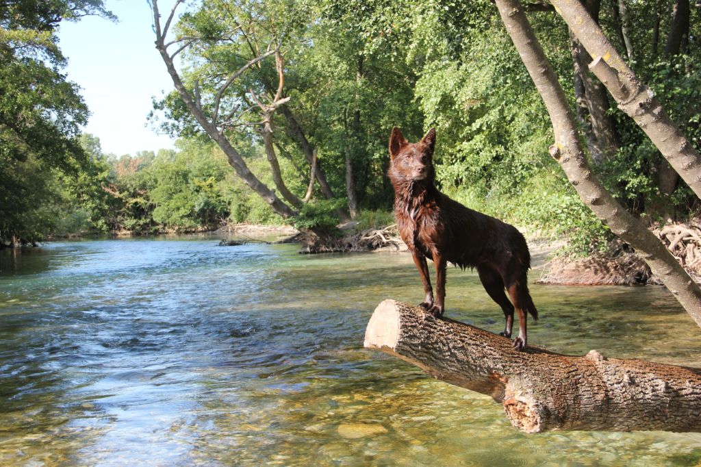 black river kennel Oceania