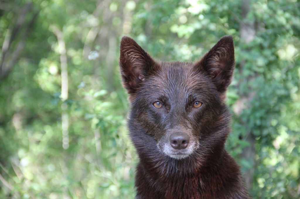 black river kennel Oceania