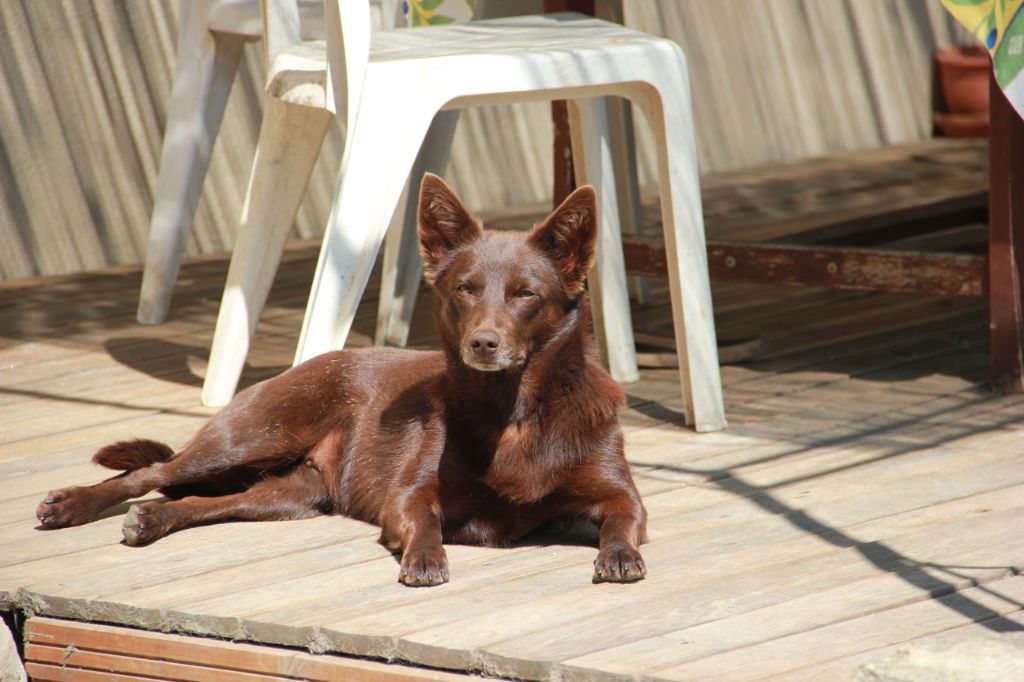 black river kennel Oceania