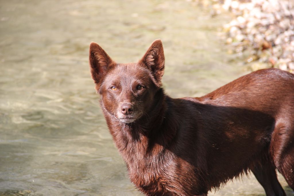 black river kennel Oceania