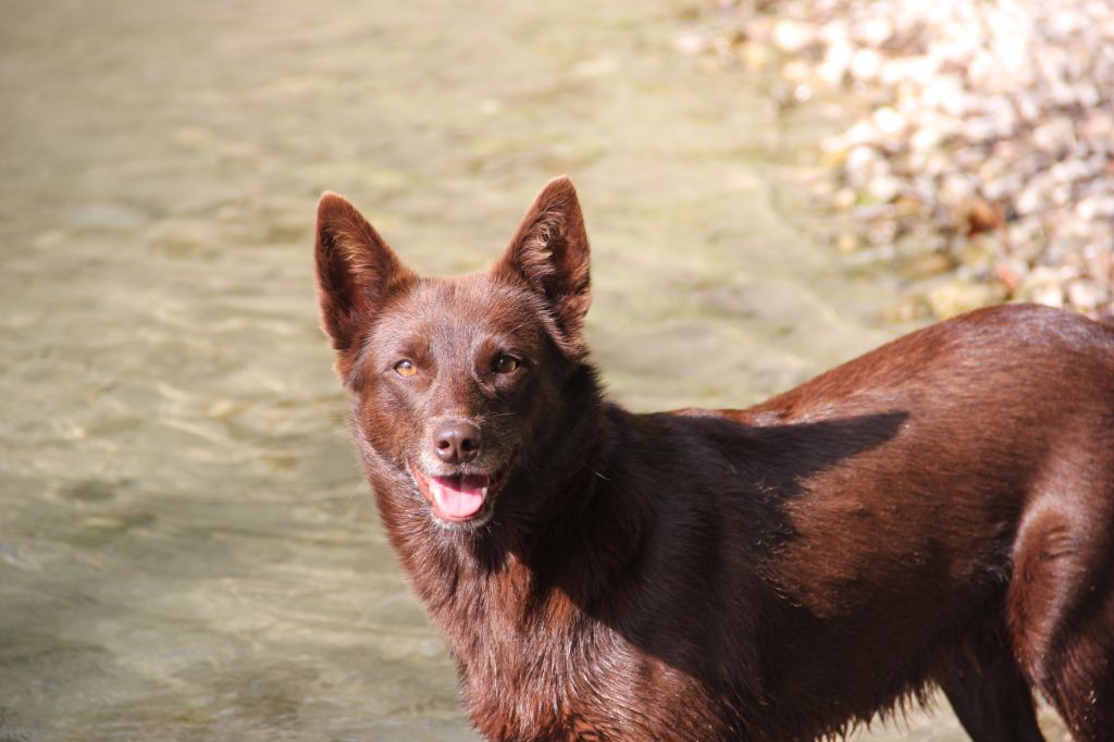 black river kennel Oceania