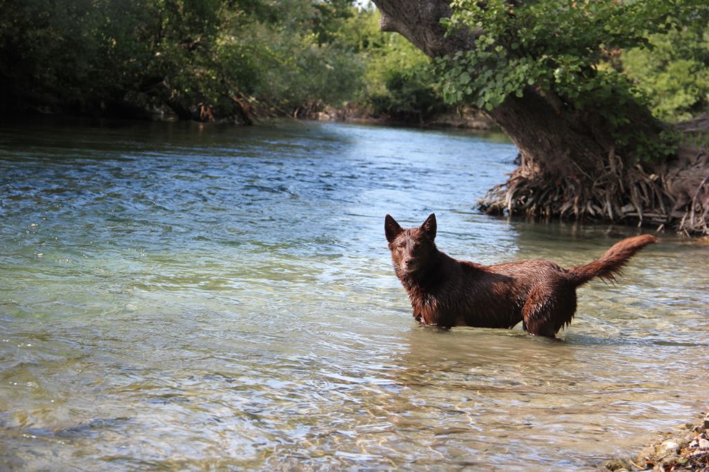 black river kennel Oceania