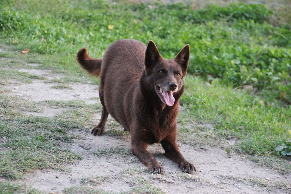 black river kennel Oceania