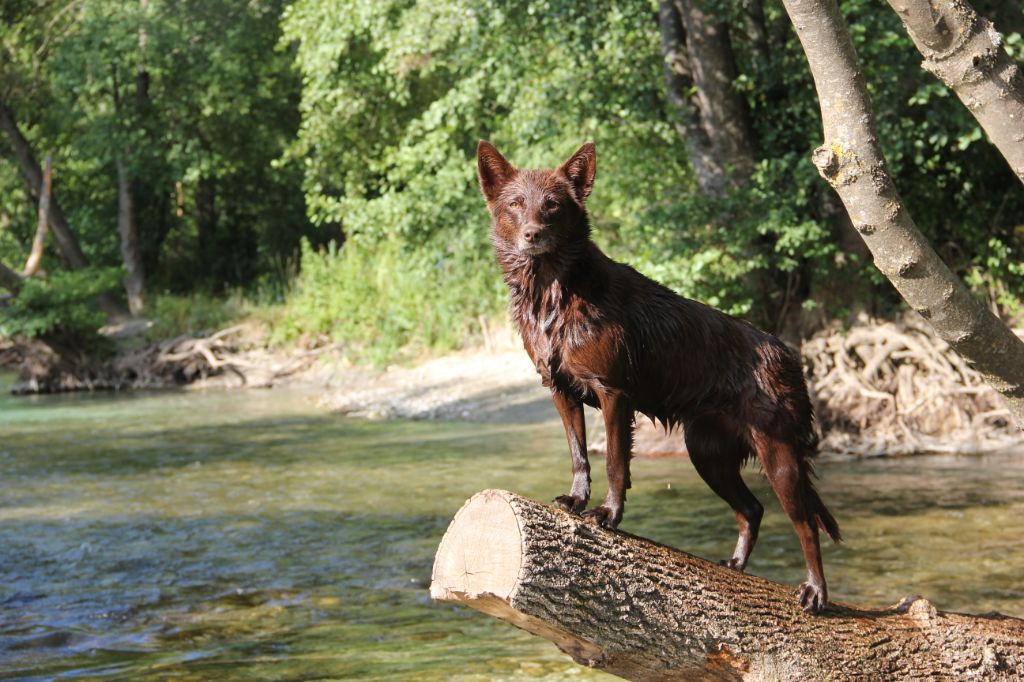 black river kennel Oceania