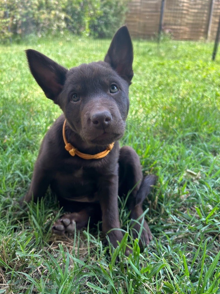 Mytook and Co  - Chiots disponibles - Australian Kelpie