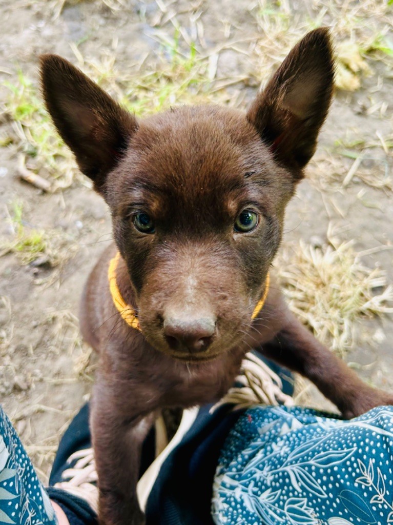 Mytook and Co  - Chiots disponibles - Australian Kelpie